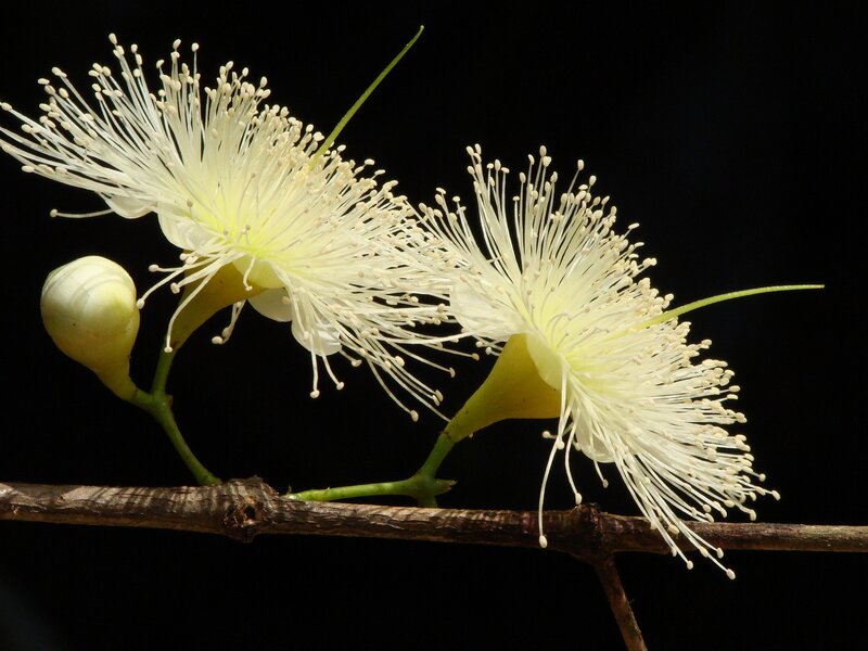 White flowers on a branch