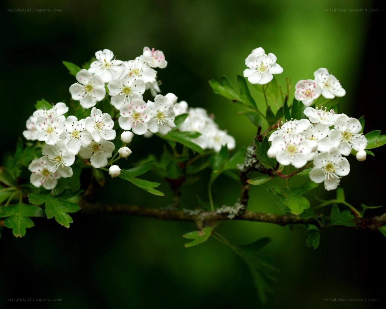 white flowers on a branch