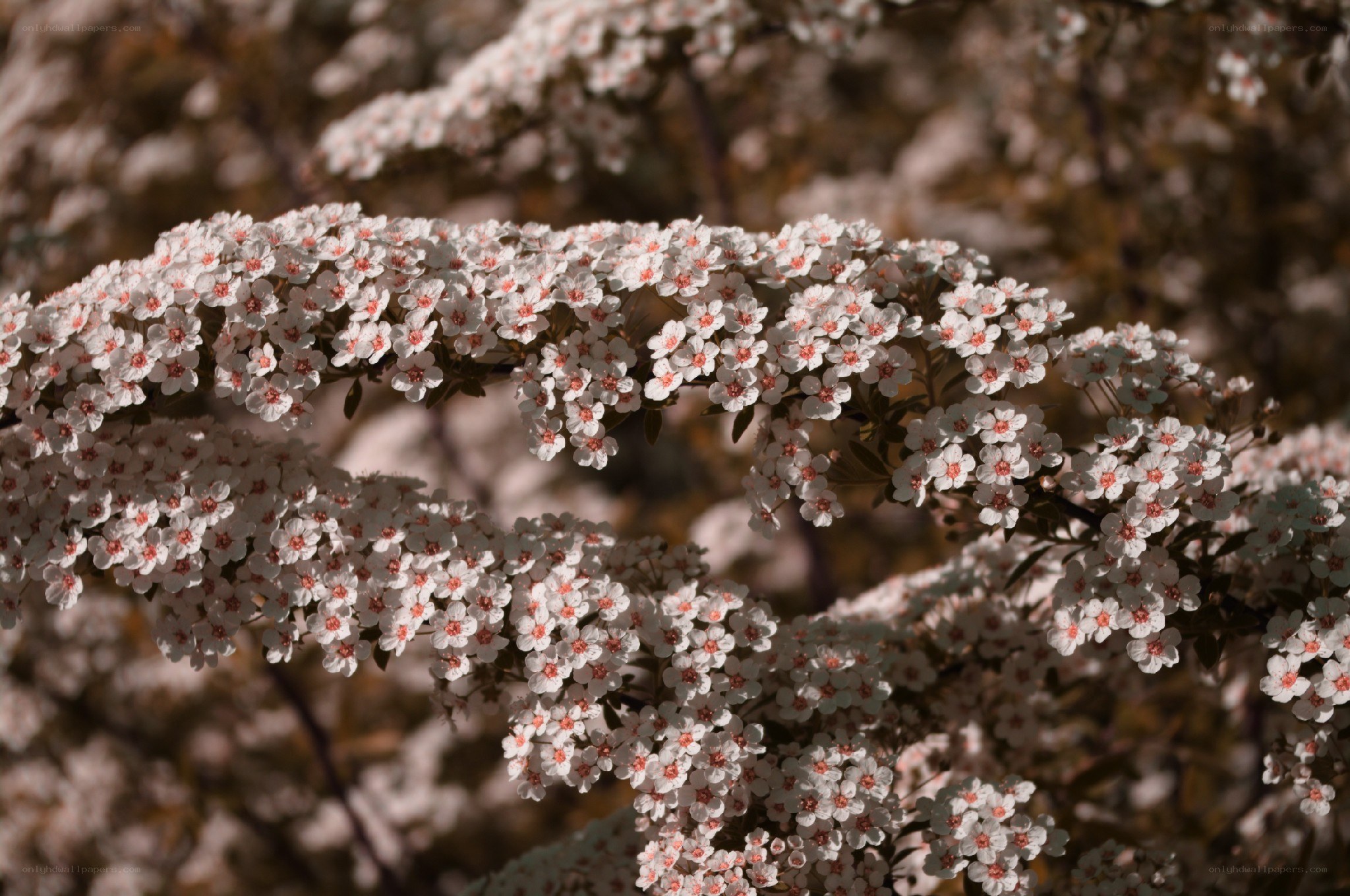 white flowers on a branch
