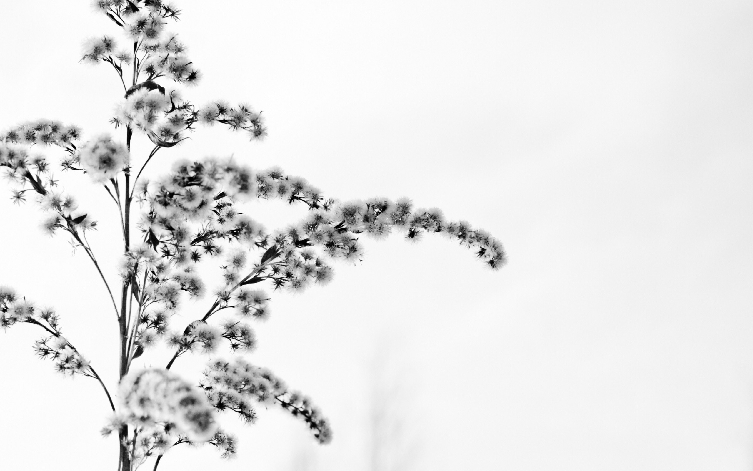 white flowers on a branch
