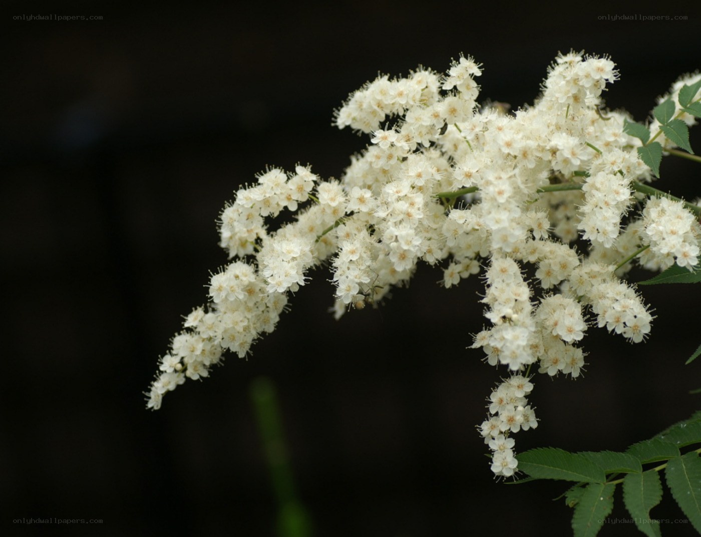 white flowers on a branch