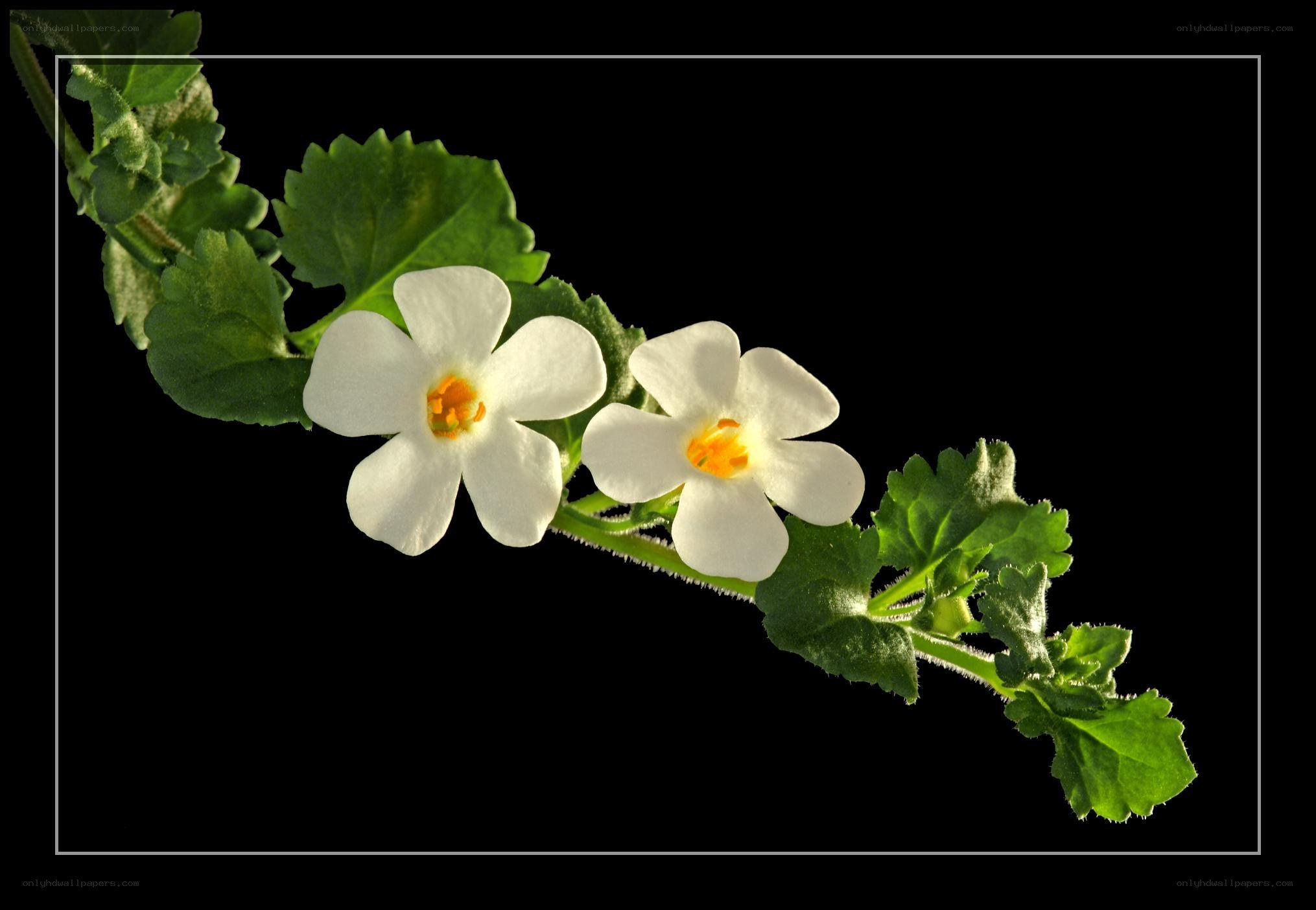 white flowers on a branch