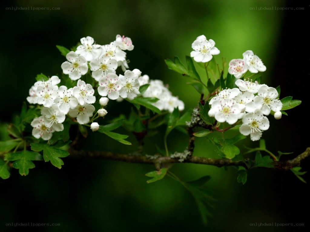 white flowers on a branch