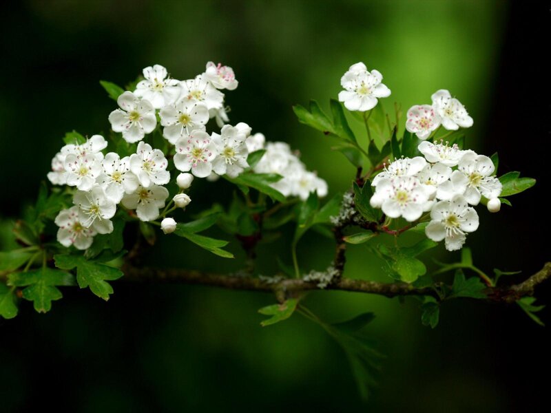 white flowers on a branch