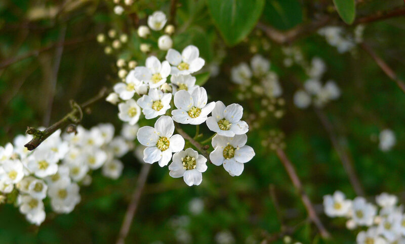 white flowers on a branch