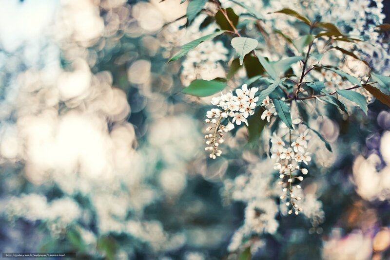 White flowers on a branch