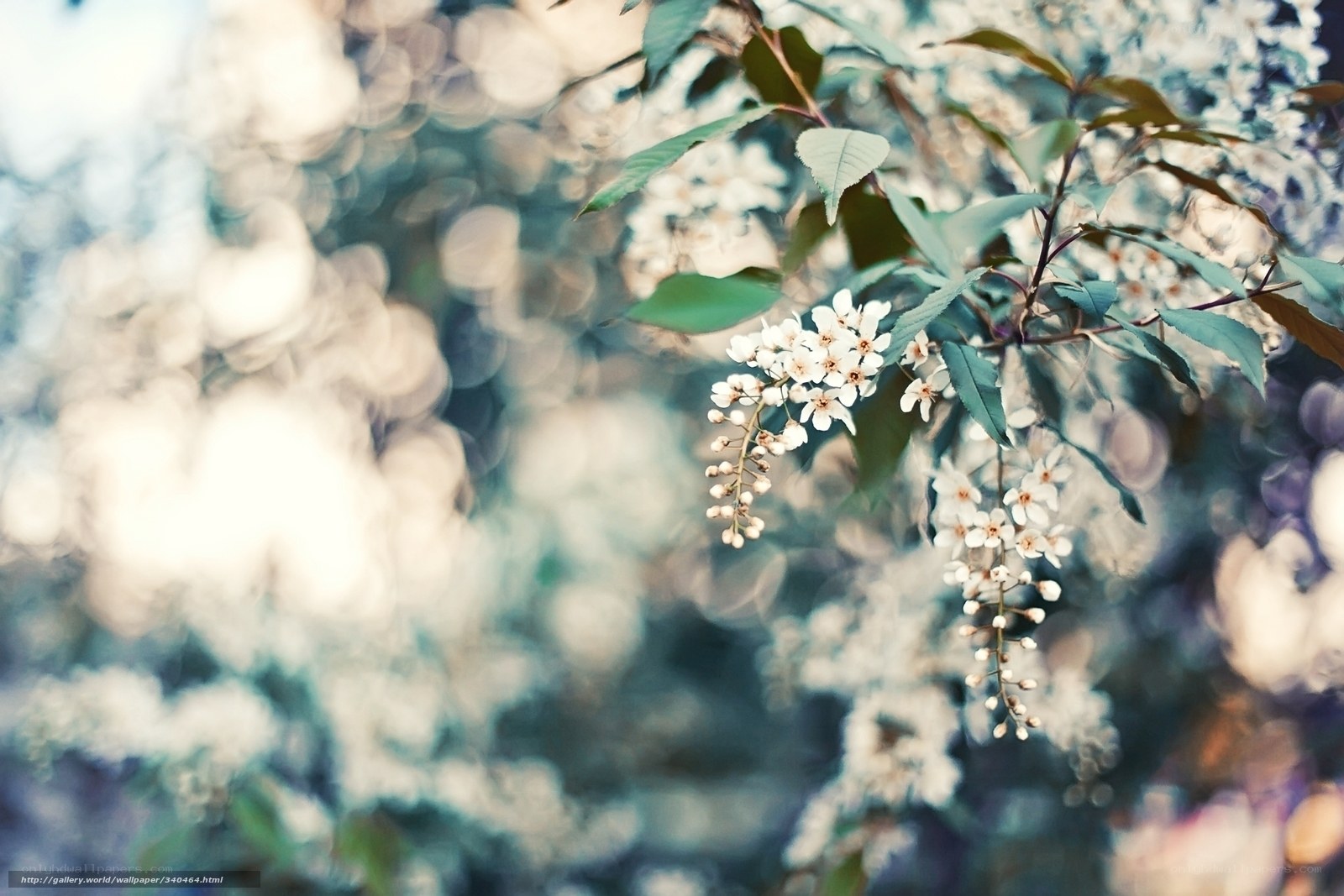 White flowers on a branch
