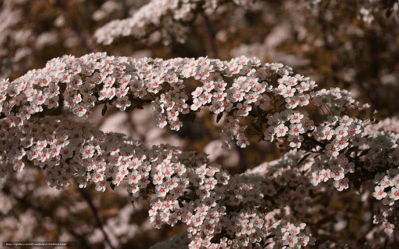 White flowers on a branch