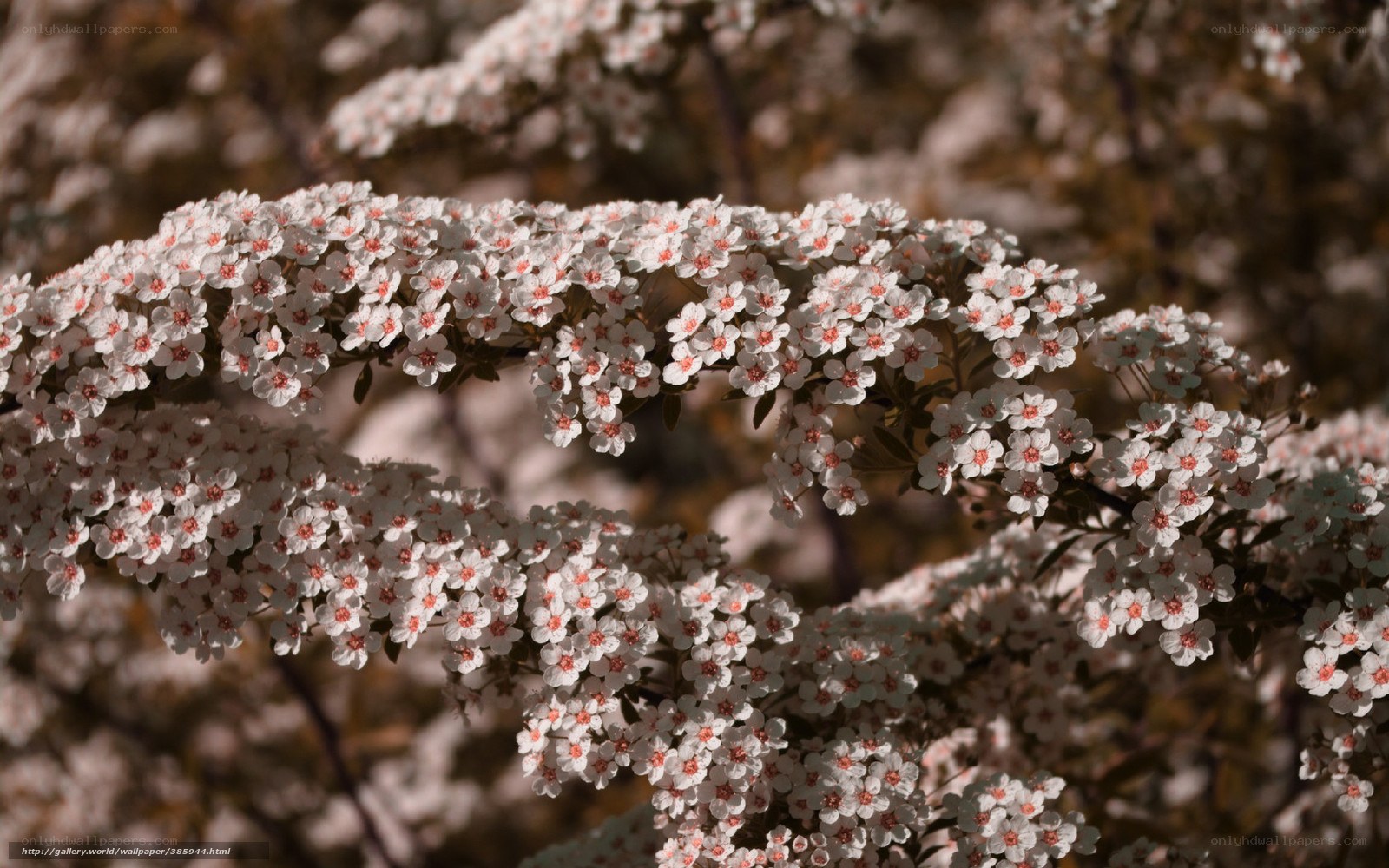 White flowers on a branch