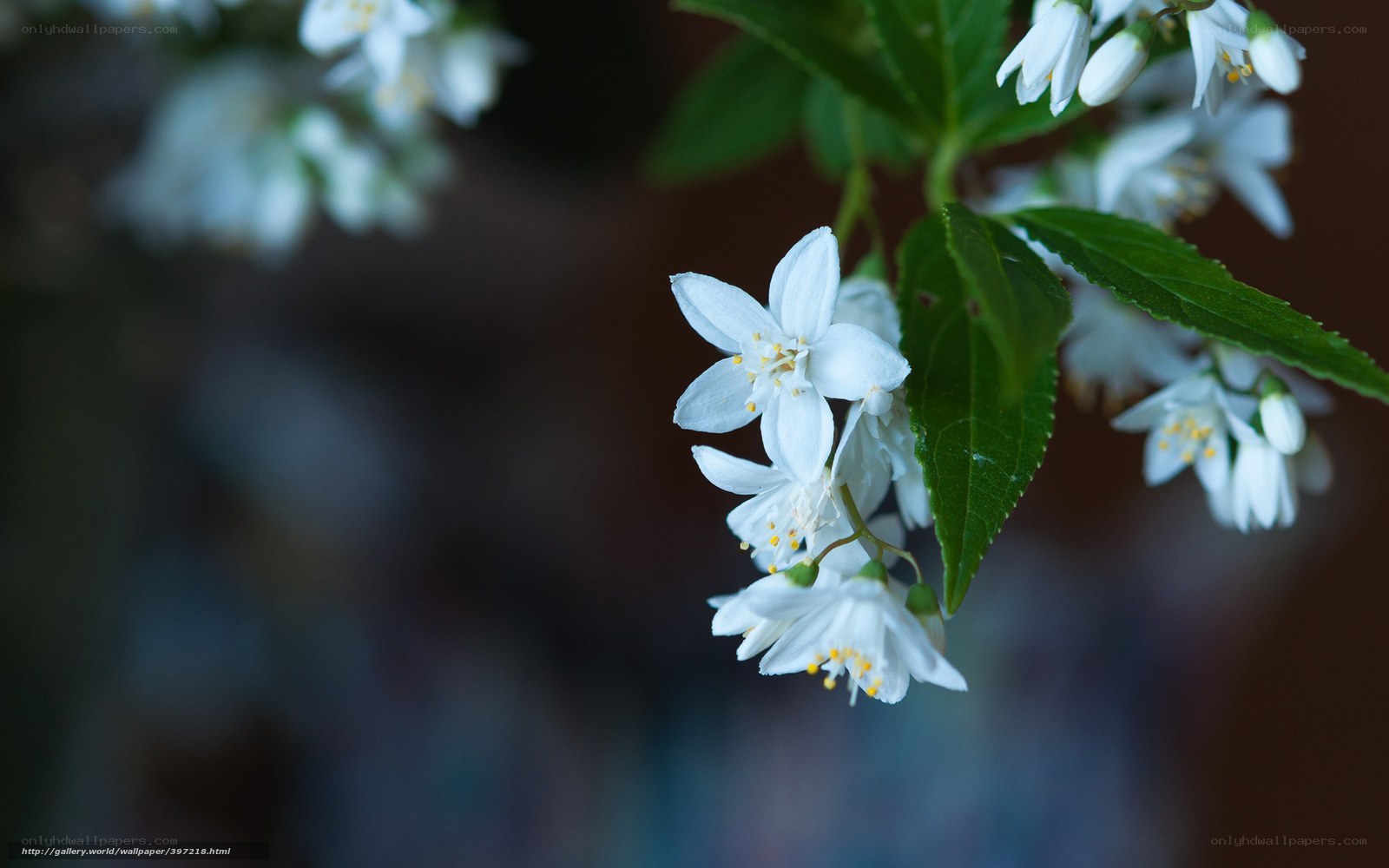 White flowers on a branch