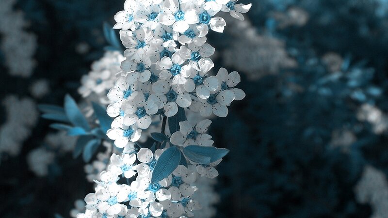 White Flowers on a Branch — Blue, Serene, Photograph