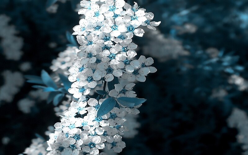 White Flowers on a Branch — Blue, Serene