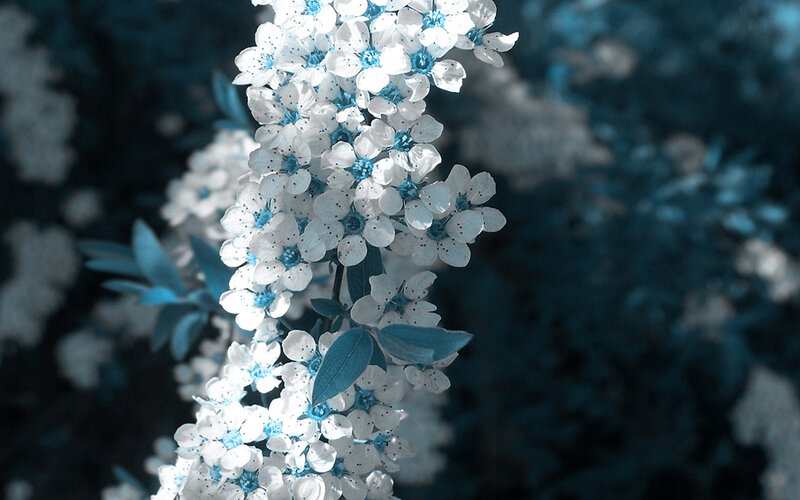 White Flowers on a Branch — Blue