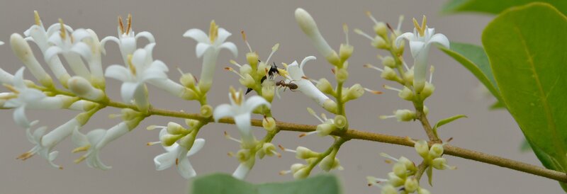 White Flowers on a Branch — Calm, Photograph