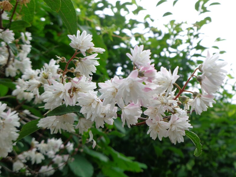 White Flowers on a Branch — Calm, Spring, Photograph, Leaves