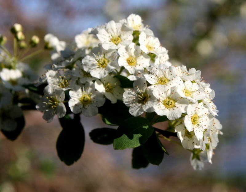 White Flowers on a Branch — Calm, Spring, Photograph