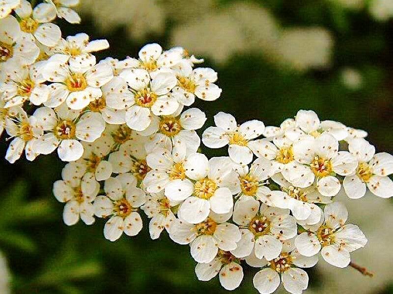 White Flowers on a Branch — Calm, Spring