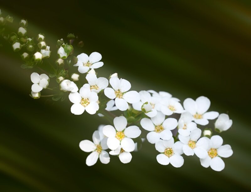 White Flowers on a Branch — Calm