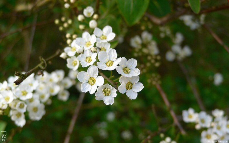 White Flowers on a Branch — Serene