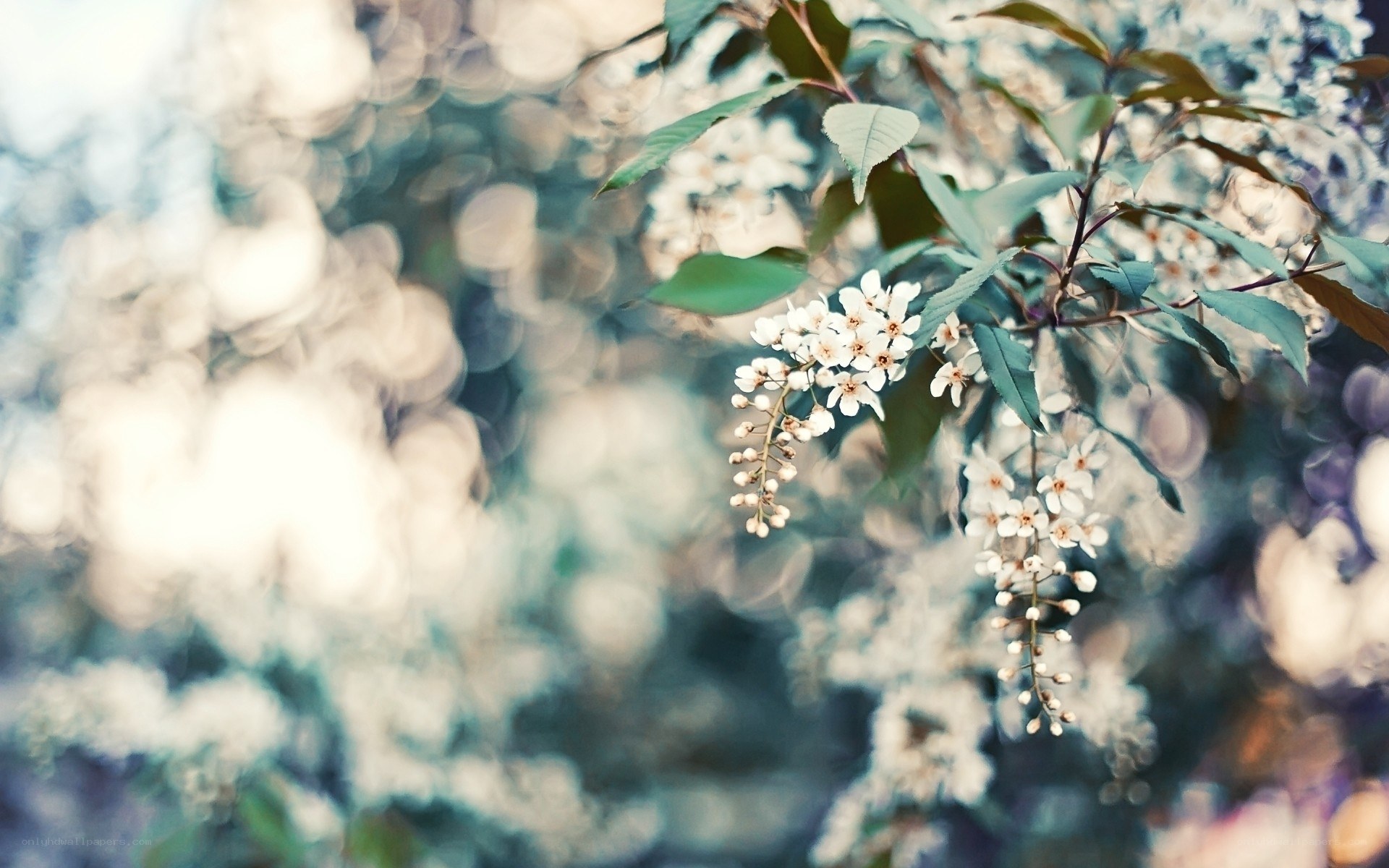 White flowers on a branch