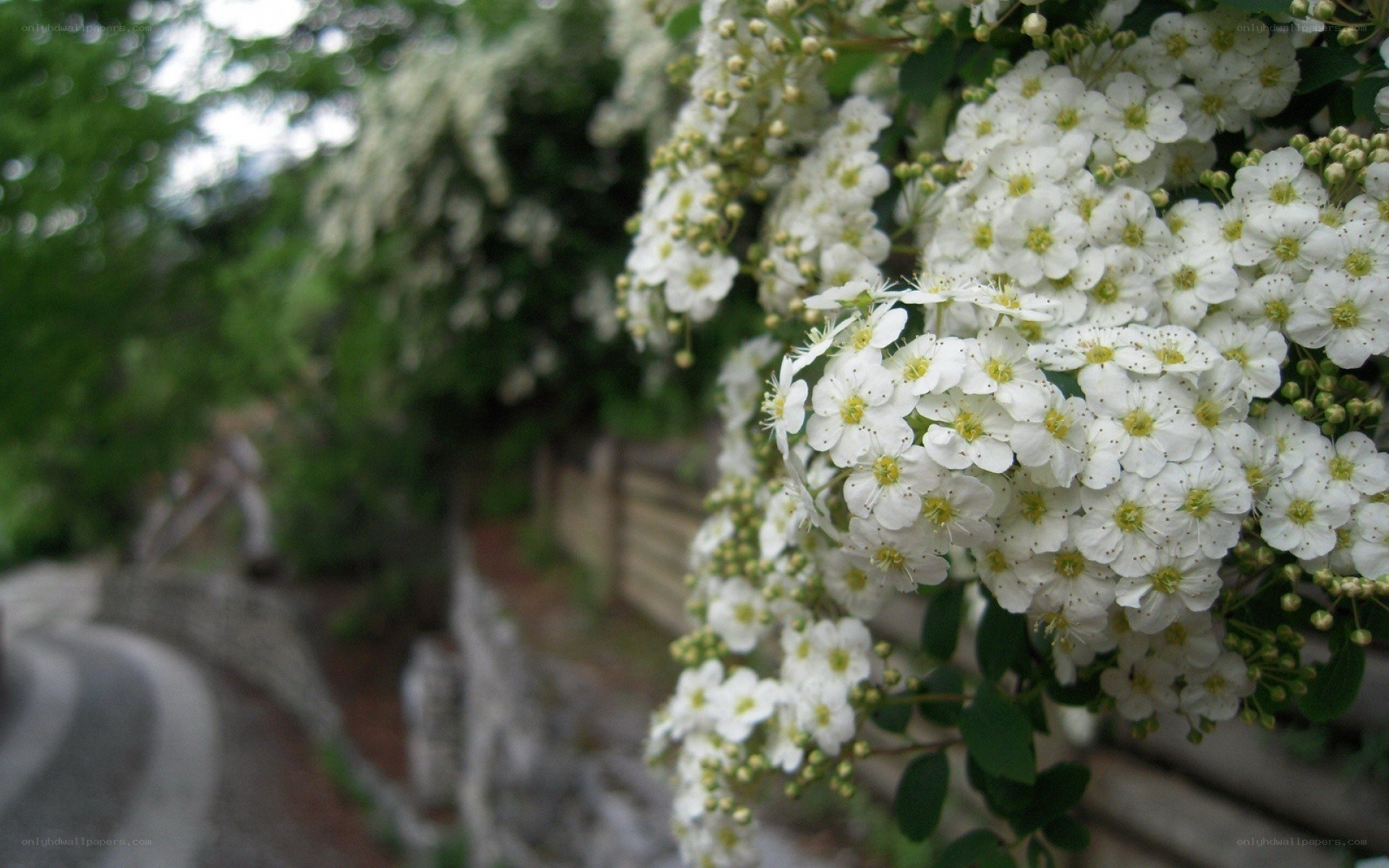 white flowers on a bush