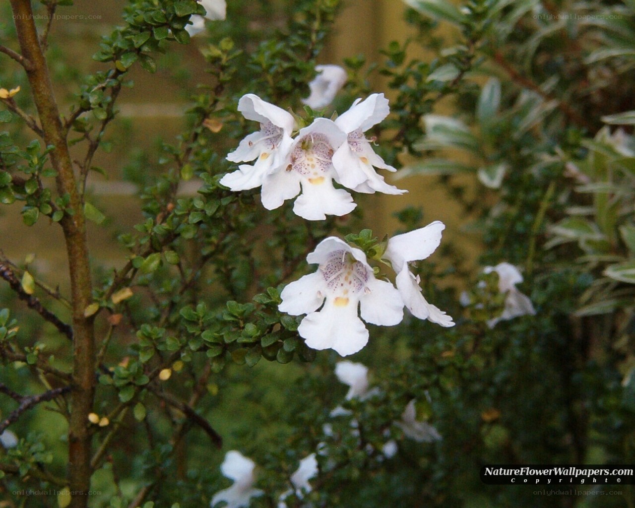 white flowers on a bush