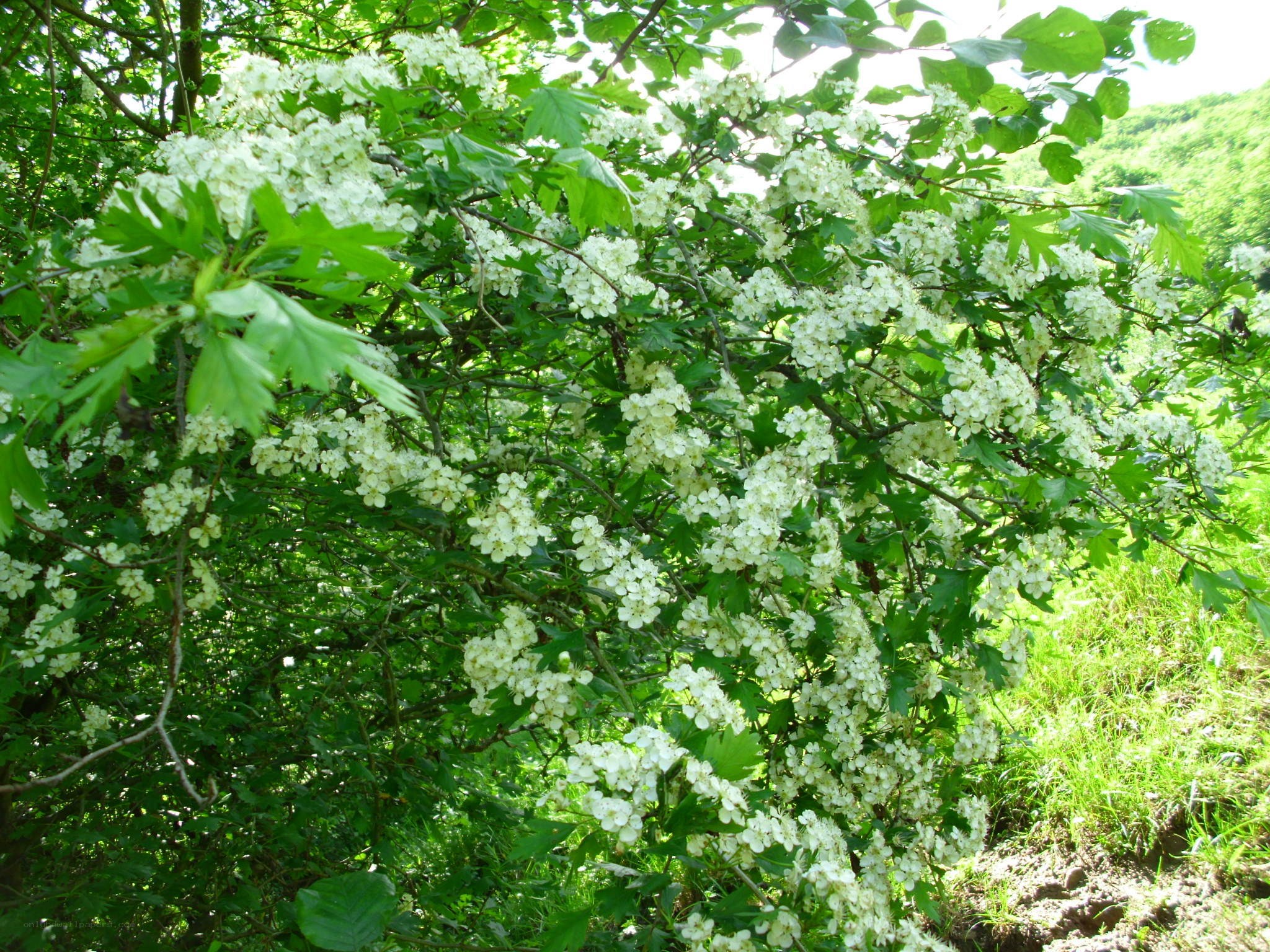 White flowers on a bush
