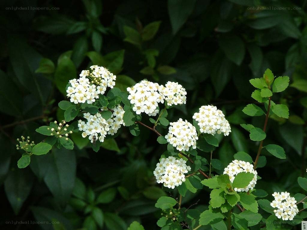 white flowers on a bush
