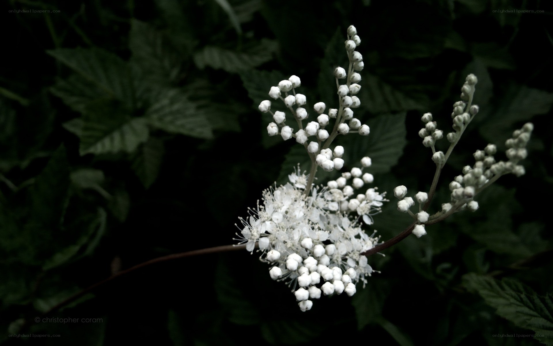White flowers on a dark background