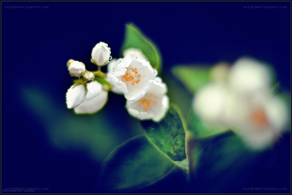 White flowers on a dark background