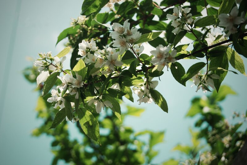 White flowers on a green branch