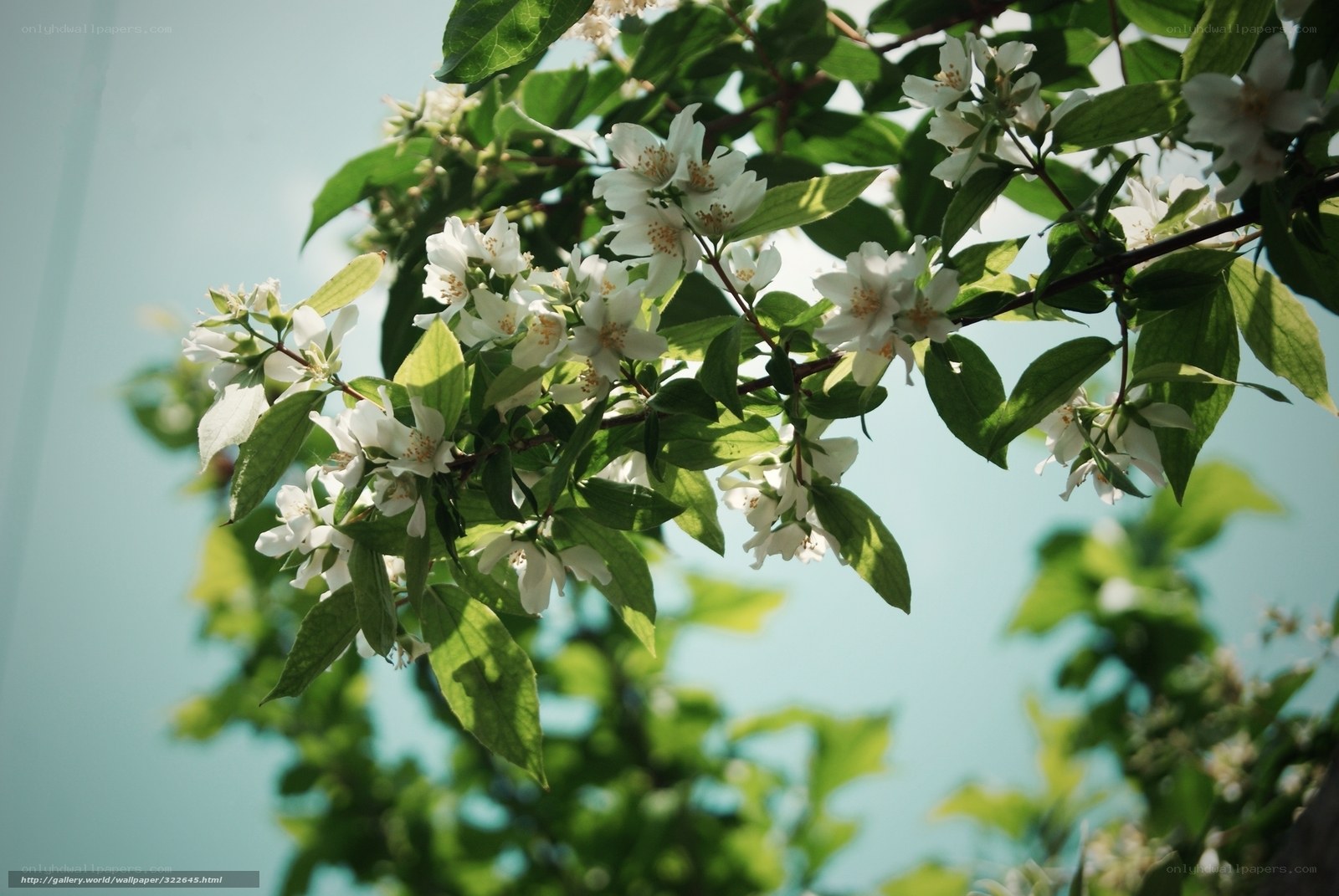 White flowers on a green branch