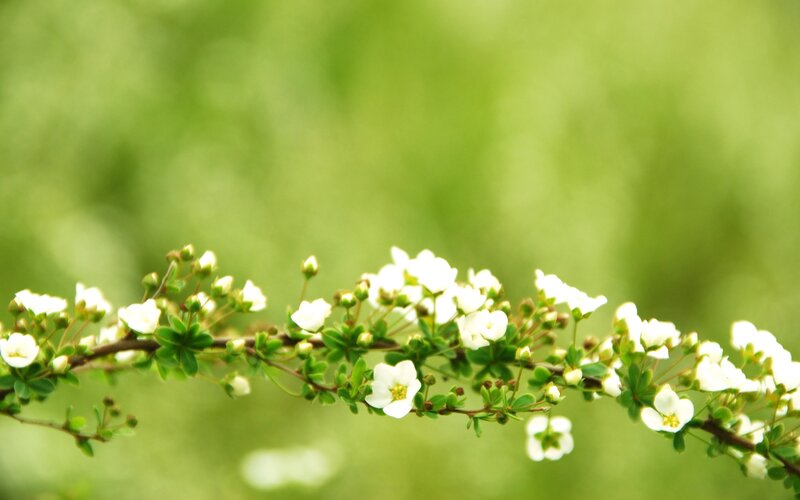 White flowers on a green branch