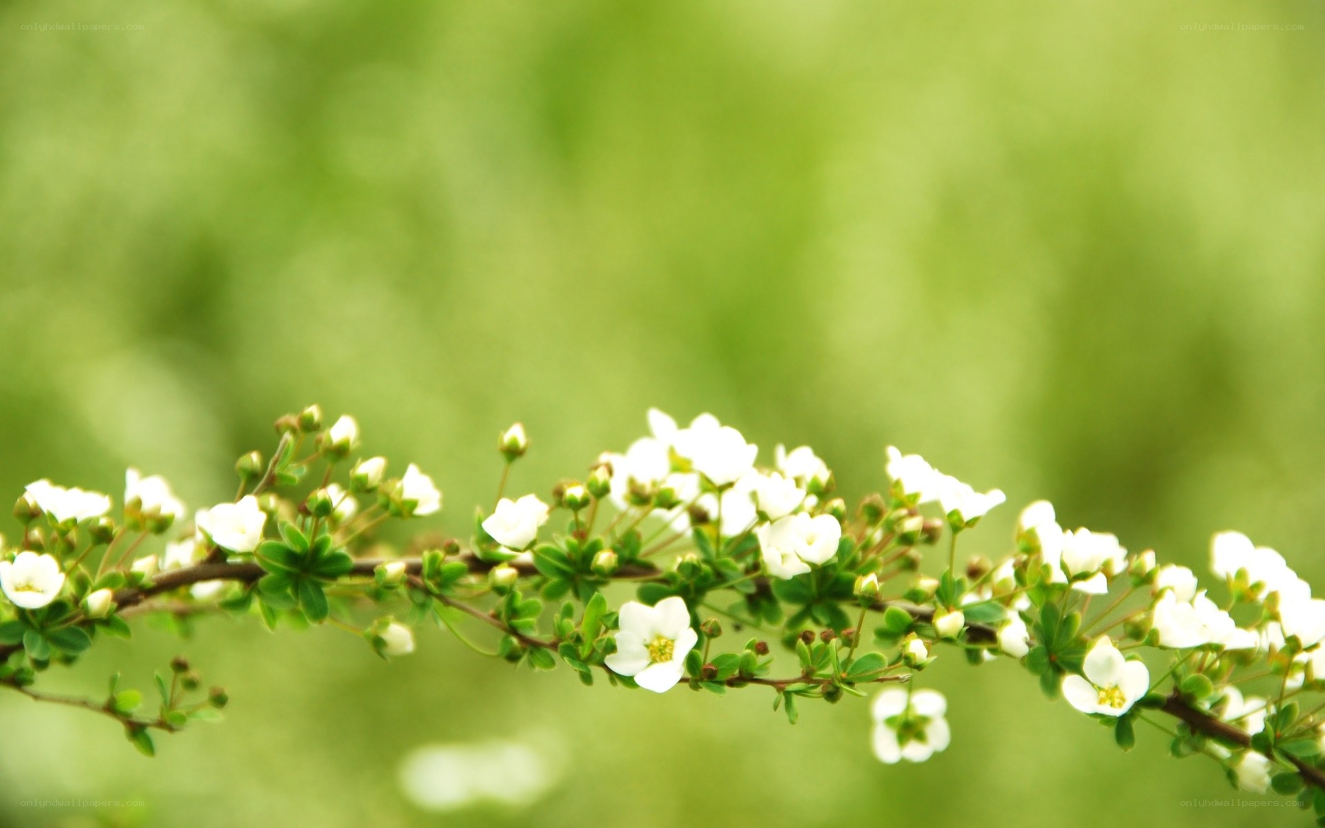 White flowers on a green branch