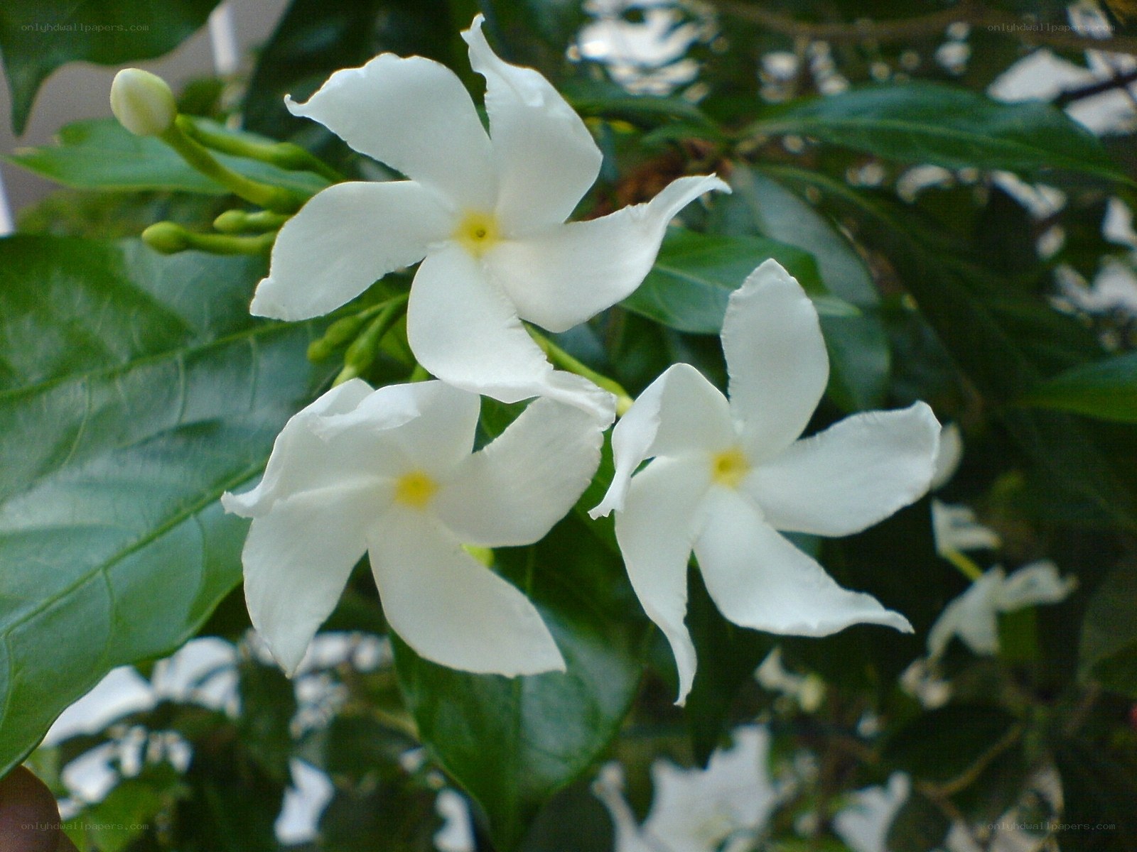 white flowers on a green bush