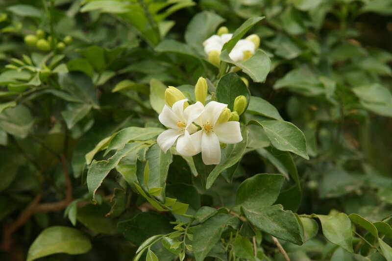 white flowers on a green bush
