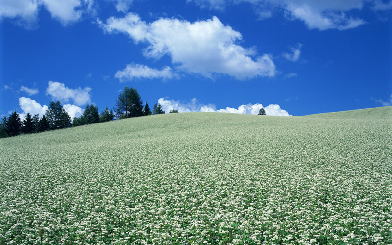 White flowers on a green hill