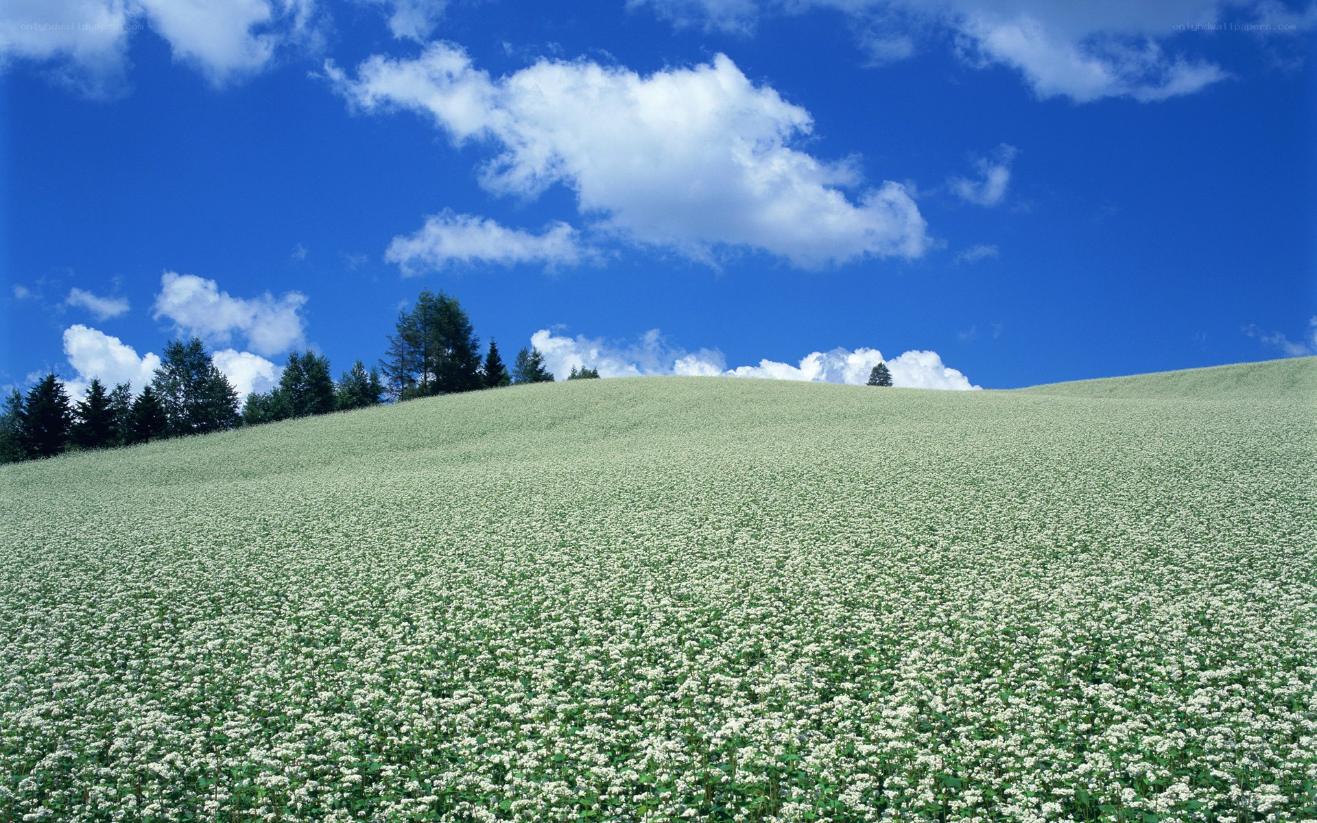 White flowers on a green hill