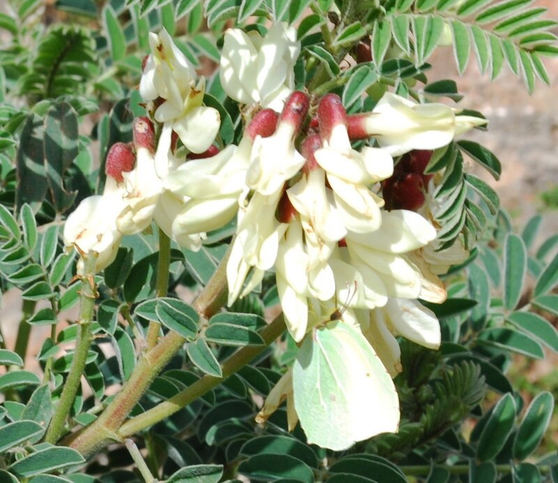 white flowers on a green plant