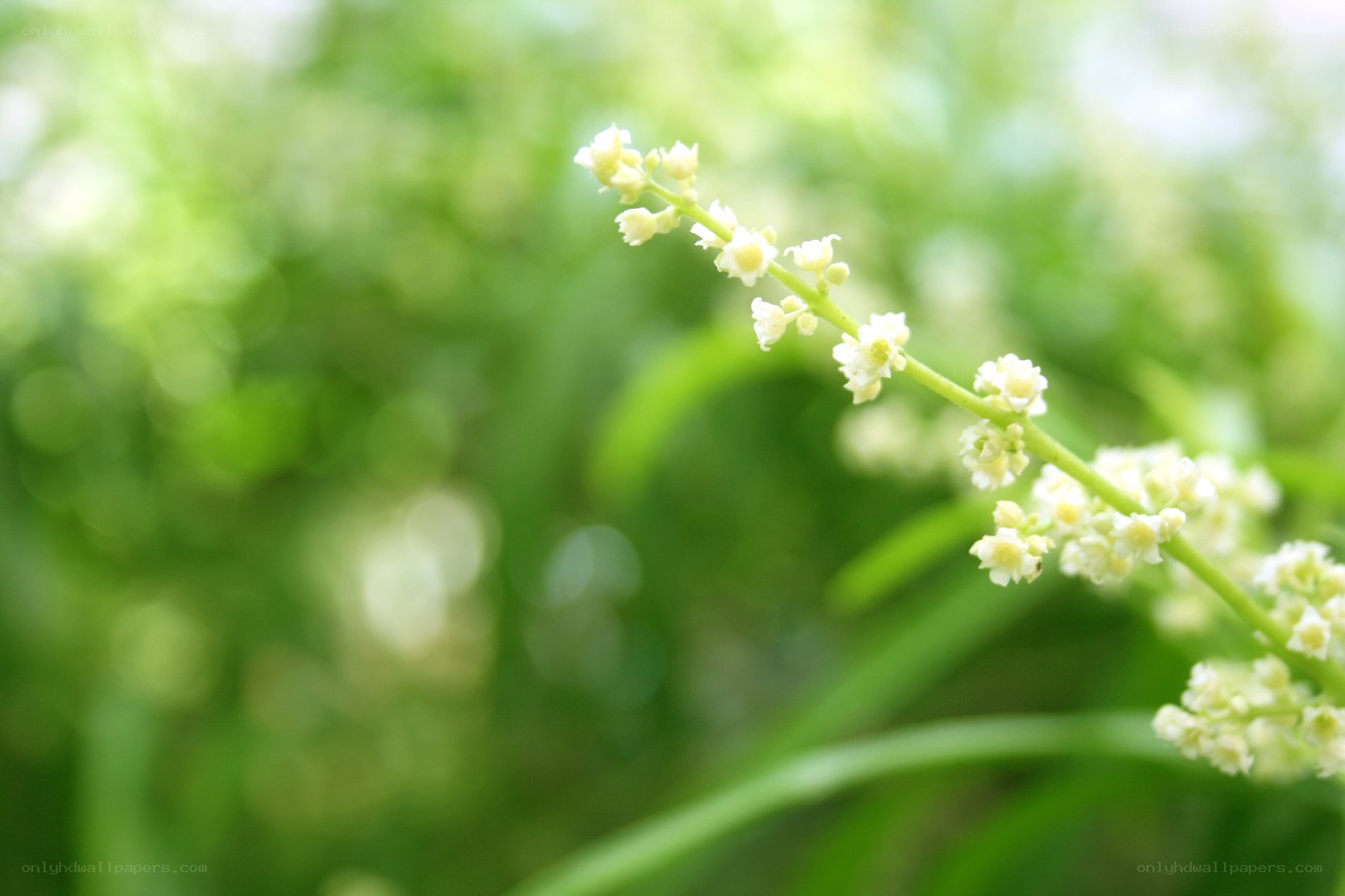 white flowers on a green stem