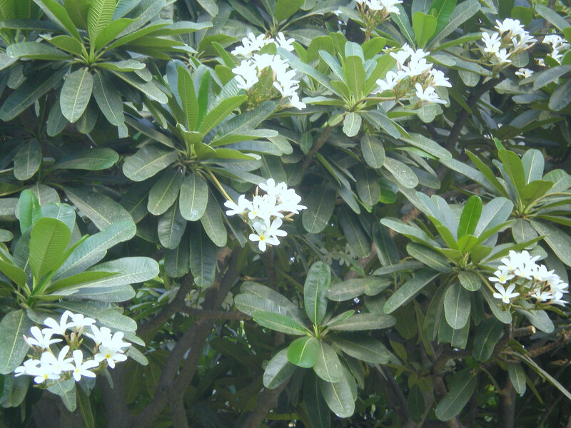 white flowers on a green tree