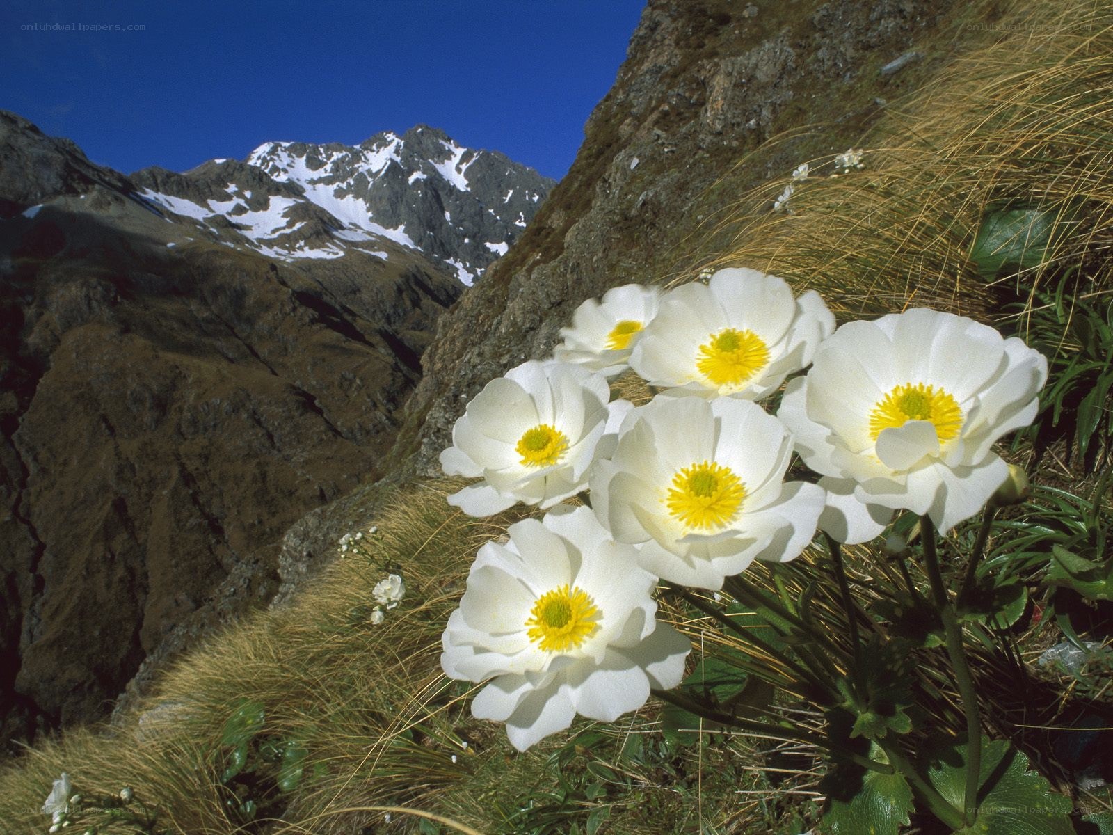White flowers on a mountain slope