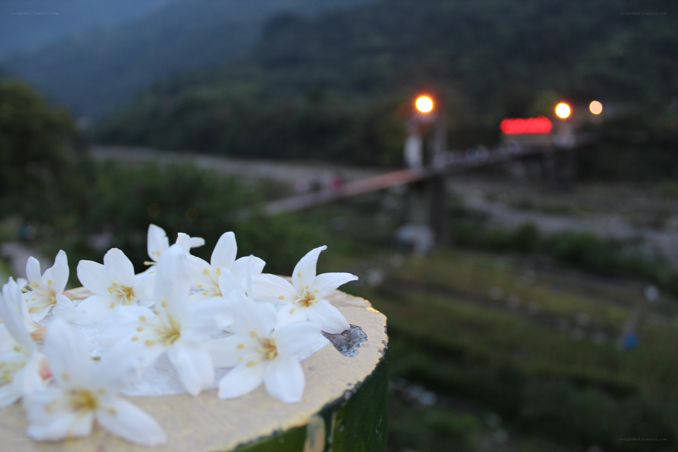 White flowers on a post at dusk