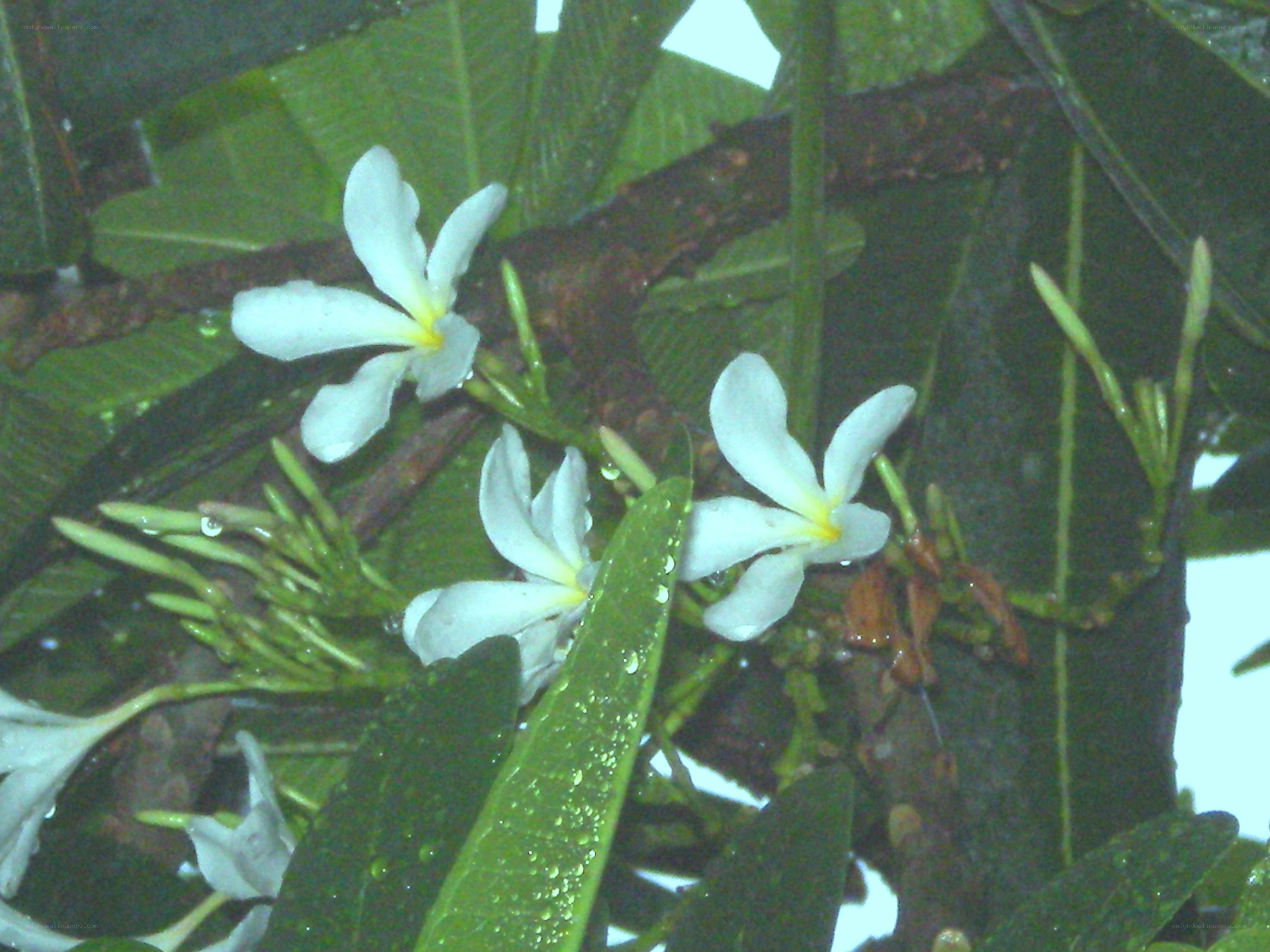 white flowers on a rainy day