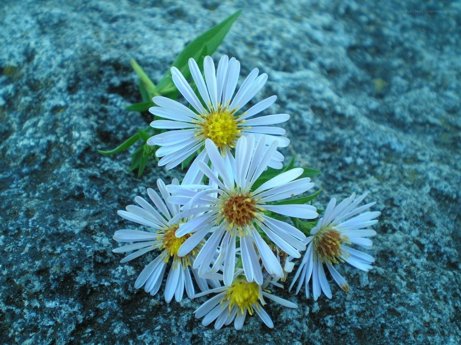 White flowers on a rock