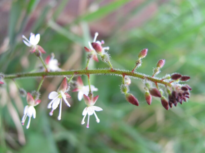 white flowers on a stem