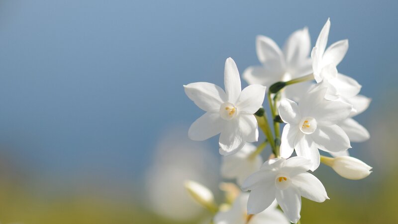 White Flowers on a Stem — Serene, Morning