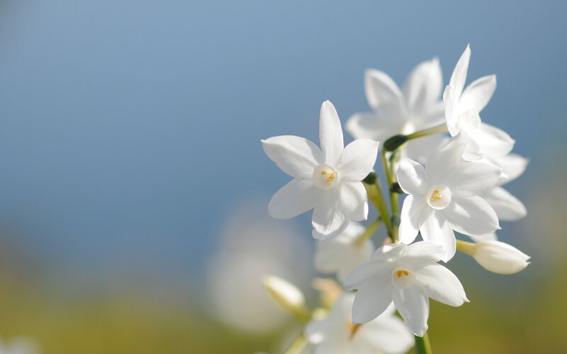 White Flowers on a Stem — Serene