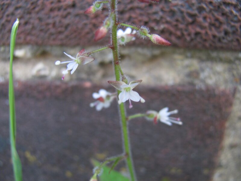 white flowers on a stem