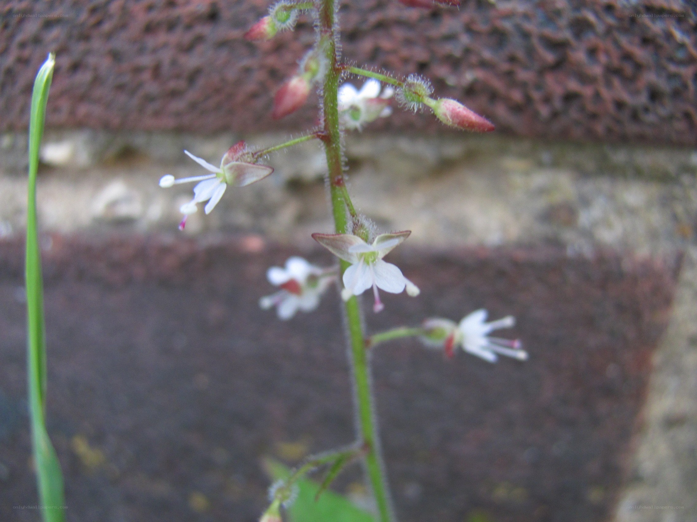white flowers on a stem